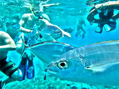 Snorkel in Cozumel with Tiger and Cozumel Snorkel and Cielo Party Tour in Cozumel Mexico