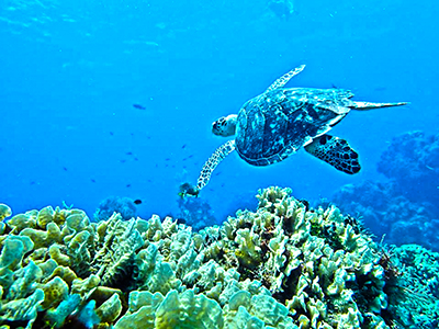 discover the underwater world of Cozumel reefs with this Cozumel Snorkel Tour