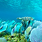 Snorkel in Cozumel with Best Snorkel Tour in Cozumel Mexico