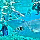 Snorkeling Cozumel with Cozumel Snorkel and Cielo Party Tour