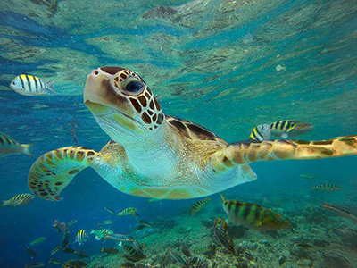 Cozumel Beach Snorkel Tour and Jeep Tour in Cozumel Mexico