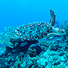 Best Snorkeling in Cozumel | Best Reefs of Cozumel