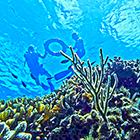 We take you further & Longer on our Cozumel Snorkel Tour