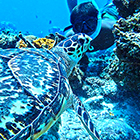 Snorkeling Cozumel with the #1 Snorkeling Cozumel Reefs