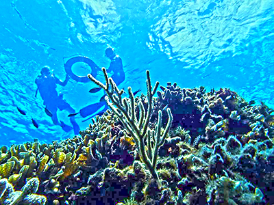 3 Reef Cozumel Snorkel Tour in Isla de Cozumel Mexico to snorkel Cozumel