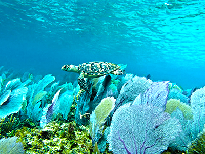 Snorkel in Cozumel with Tiger and Cozumel Snorkel and Cielo Party Tour in Cozumel Mexico