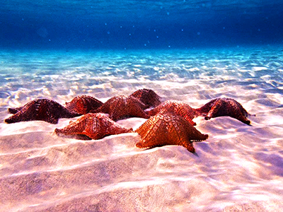 Snorkleing in Cozumel with the Best Cozumel Snorkel and Cielo Cozumel Tour