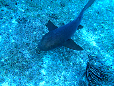 Best Snorkeling Tour in Cozumel Mexico