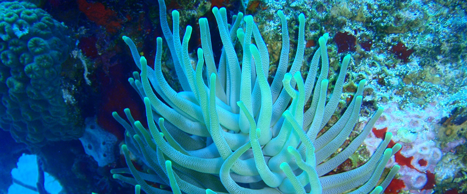 Discover the reefs of Cozumel Mexico