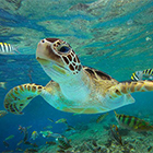 Snorkel at Punta Sur Park Beach during Jeep Tour Cozumel