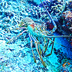 Explore the underwater world of the Cozumel Coral Reefs