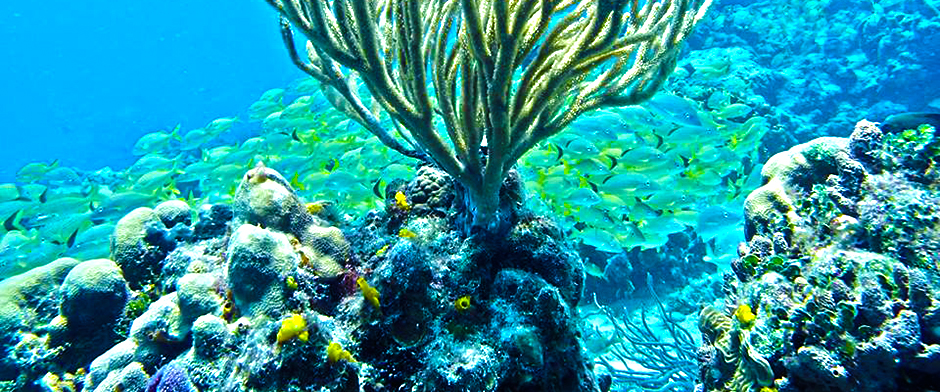 Snorkeling en Cozumel with the best Cozumel Snorkel Tour